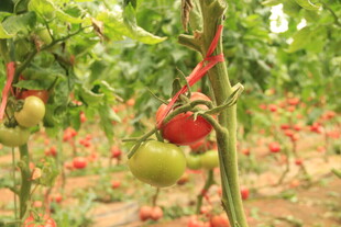 田园中挂着的红绿番茄