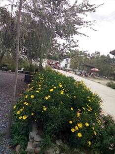 路边盛放的黄色花卉景观