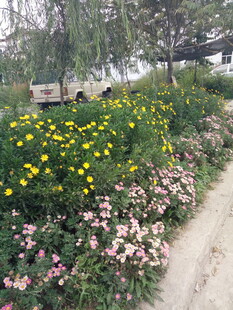 多彩花卉装点的小径