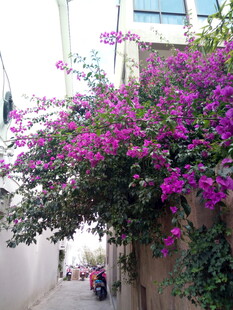 小巷边繁茂的紫色三角梅