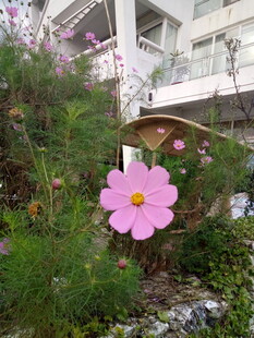 庭院中绽放的娇艳格桑花