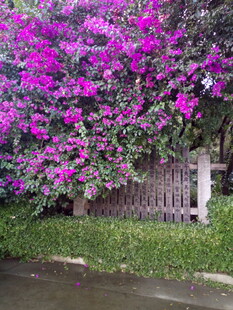 盛开的紫色三角梅