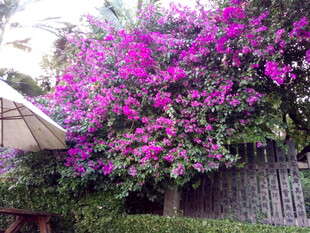 盛开的艳丽三角梅景观