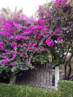 繁花簇拥的古朴小屋