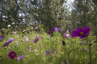 紫色野花盛开的林间草地