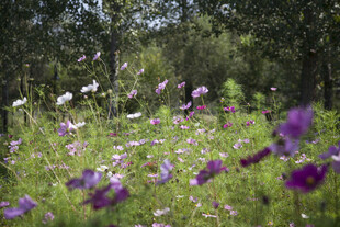 花海中的女孩与飞舞蝴蝶