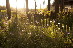 阳光洒落的烂漫花草景观