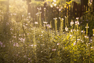 阳光照耀下的烂漫花草