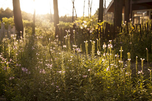 阳光洒落的田园花草景致
