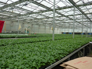 温室中的绿色植物景观