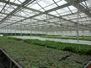 现代化温室蔬菜种植场景