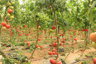 番茄种植园 果实累累景象