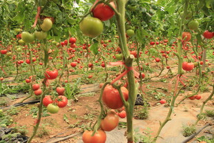田间成熟的红番茄