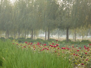 林间花海 自然清新景致