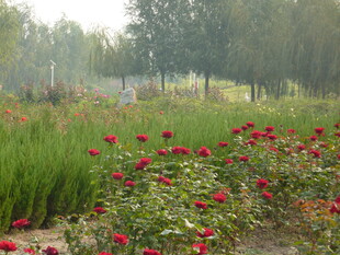 繁花盛开的田园风光