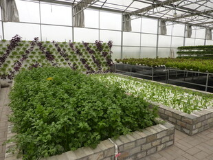 温室蔬菜种植景观