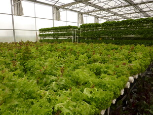 温室中的水培蔬菜种植