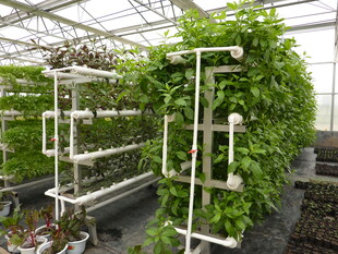 垂直农场中的绿植栽培