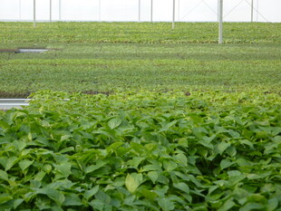 温室中茂盛的绿色植物