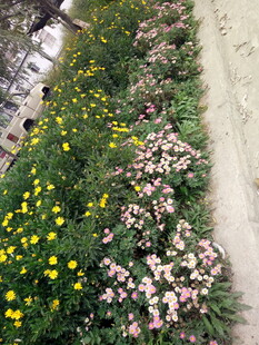 多彩花卉装点的美丽小径