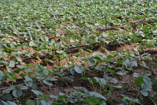 绿色农田里的蓬勃蔬菜