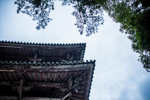 日本古建屋檐与枝头绿意