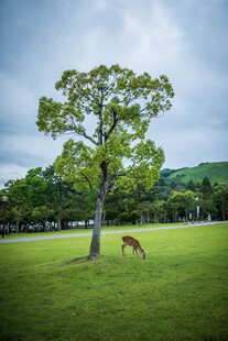 日本草原孤树旁的骏马