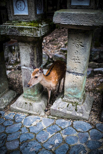 日本石间狐狸的神秘瞬间