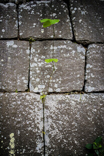 日本石板缝隙间的一抹绿意