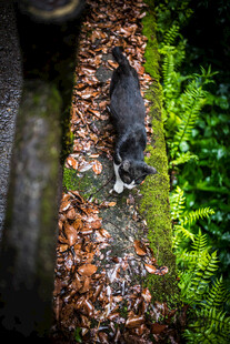 日本林间树干上的灰黑色小动物