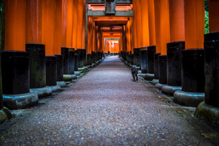 日本伏见稻荷大社千本鸟居