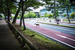 日本城市绿荫下的骑行专用道路