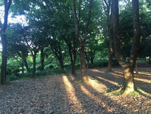 日本林间光影斑驳的静谧场景