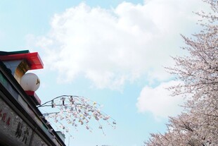 日本屋顶视角下的蓝天与花枝