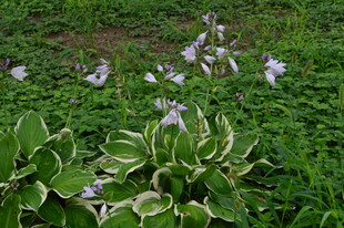 玉簪花  
