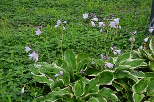 玉簪花  