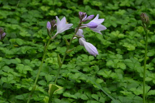 玉簪花  