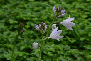 玉簪花 