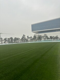 绿茵场地与远处建筑景观