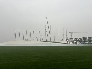 雾中草原上的林立木桩