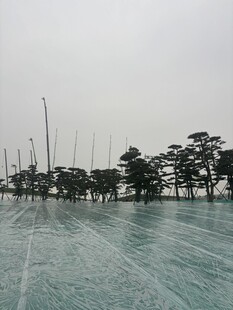 雨中广场与成排树木