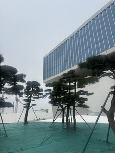 现代建筑旁的精致造型树木