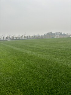 广袤翠绿的田野风光