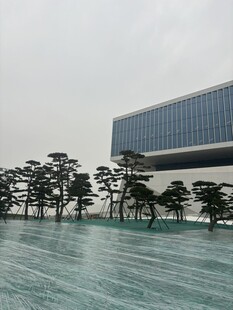 现代建筑与景观树相映成趣