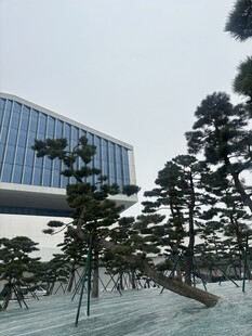 现代建筑旁的造型松树景