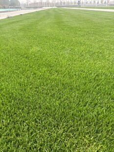 翠绿平整的大片人工草坪
