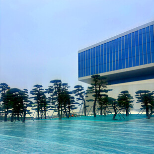 现代建筑前的整齐树木景观