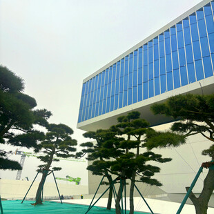 现代建筑旁的造型树木景观