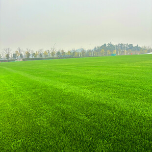 翠绿广阔的平整绿茵草地