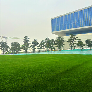 城市中开阔的绿茵草地